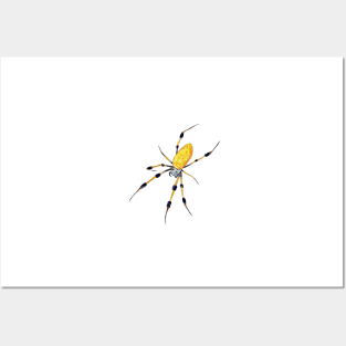 Lineless Golden Orb Weaver Posters and Art